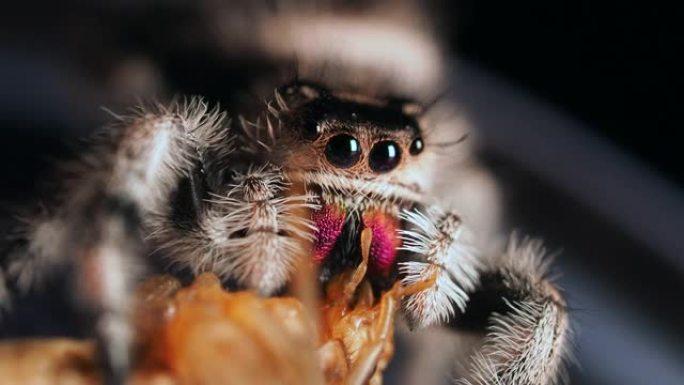 一种小型跳跃蜘蛛 (Phidippus regius，雌性) 吃掉它的猎物。她强大的螯虾的特写镜头，