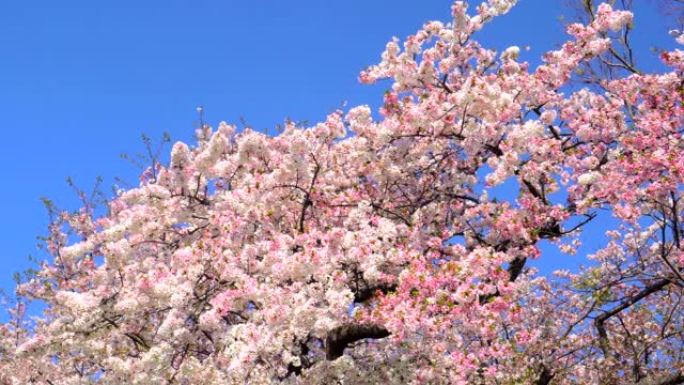 湛蓝的天空下樱花蓝天白云粉色花朵大树