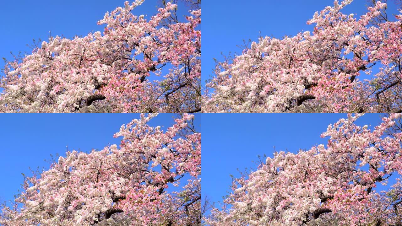 湛蓝的天空下樱花蓝天白云粉色花朵大树