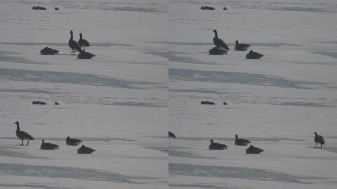 冬天，鹅在冰冻的湖面上行走和躺卧