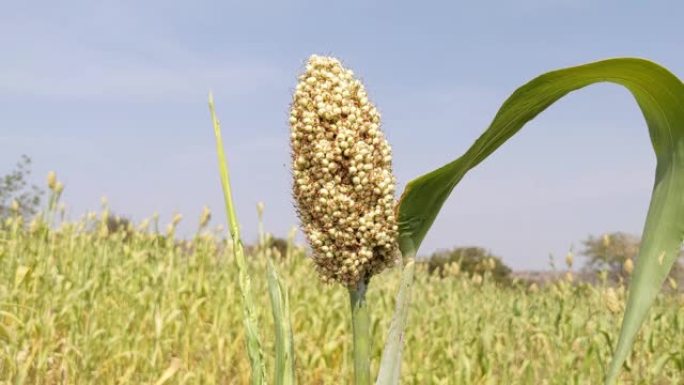 田间玉米开花期