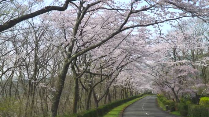 樱桃树和道路。樱花拱门