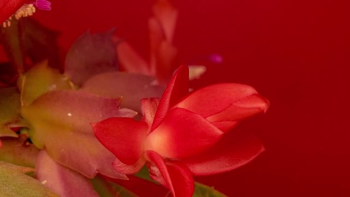 圣诞仙人掌花盛开，在红色背景下的4k延时视频中生长。斯伦贝格拉·特伦卡塔花生长。