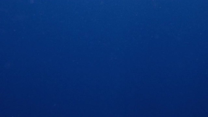 在清澈的蓝色海洋中，多只座头鲸游过吹泡泡