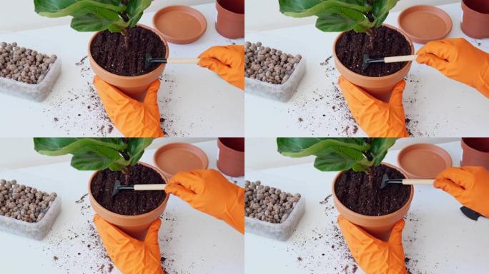 戴着橙色橡胶手套的女性手用小耙在花盆里用榕树松开土壤。在花盆里耙地。盆栽植物移植过程。做家庭园艺特写