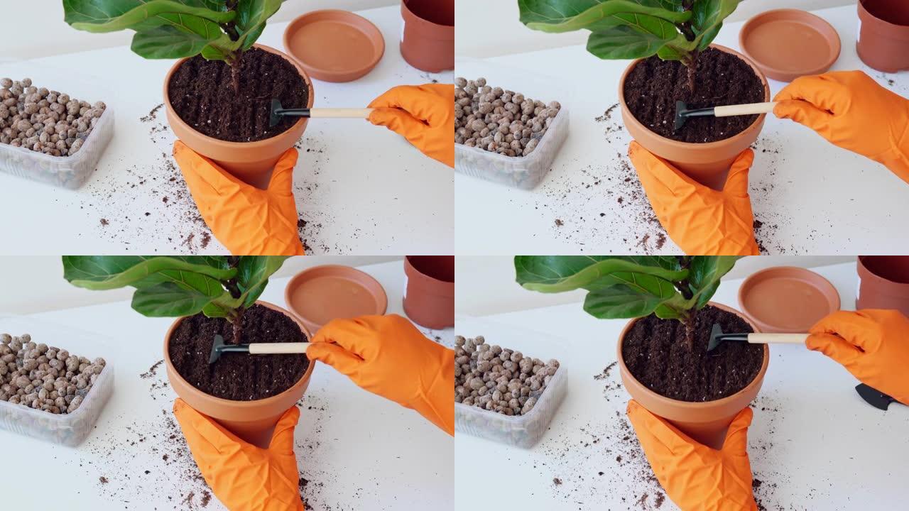 戴着橙色橡胶手套的女性手用小耙在花盆里用榕树松开土壤。在花盆里耙地。盆栽植物移植过程。做家庭园艺特写