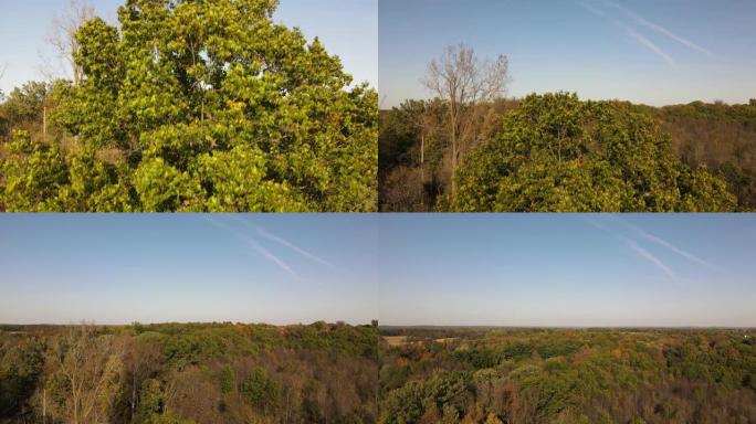 无人机在夏末的树木上鸟瞰，树木变色景观