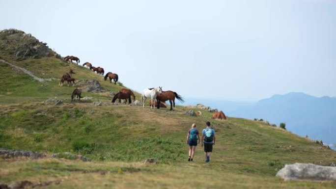 夫妇在被马包围的田野徒步旅行