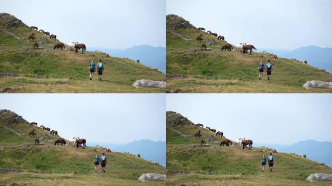 夫妇在被马包围的田野徒步旅行