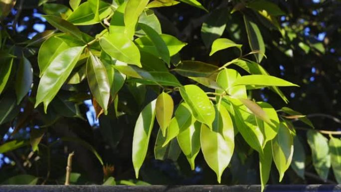 蒲桃，被称为jambul，jamboland，jamblang或jamun，是一种常绿的热带乔木。
