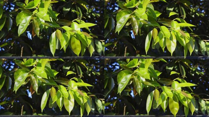 蒲桃，被称为jambul，jamboland，jamblang或jamun，是一种常绿的热带乔木。