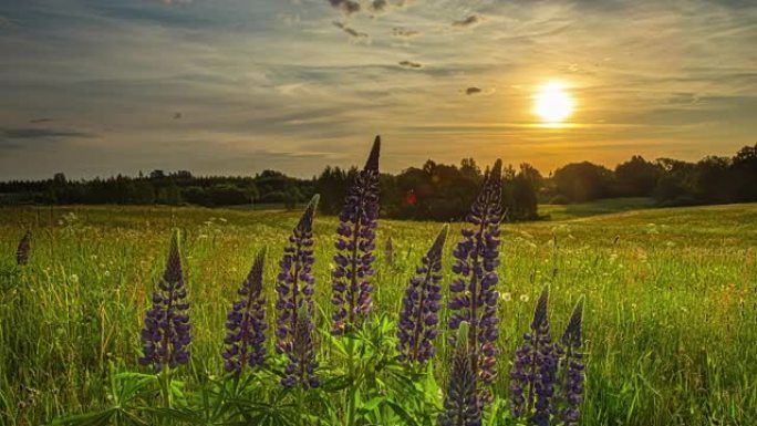 傍晚时分，在乡村美丽的草原上，用紫色的花朵拍摄田野。