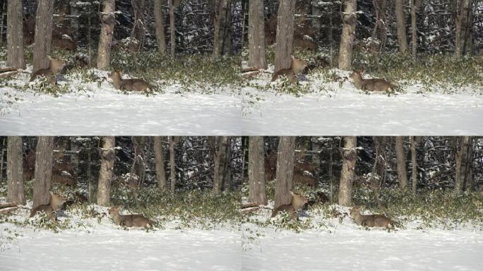 北海道努卡比拉温泉公园的一只北海道梅花鹿的母子在雪地上反刍