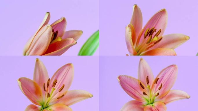 旋转百合花的4k延时开花并在粉红色背景上生长。百合盛开的花。摄像机绕着花转。