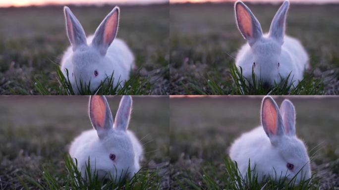 饥饿的大白兔吃幼草