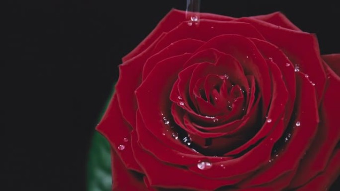 《慢墨》中水滴在红玫瑰花瓣上