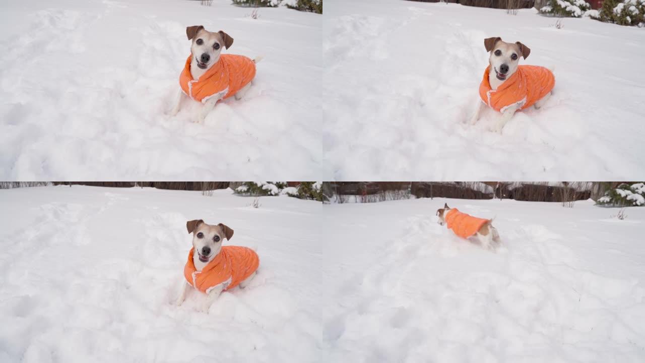 冬季雪外活动时间与宠物。
