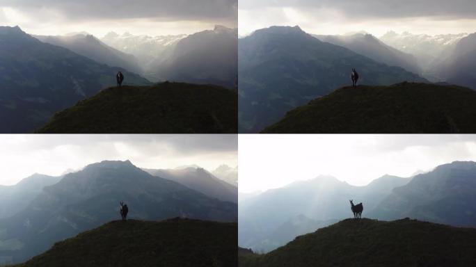 空中无人机在日落时在山脊线上拍摄了一只羊驼