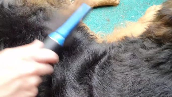 手刷躺在地毯上的毛茸茸的狗-伯尔尼山狗和德国牧羊犬的混合物