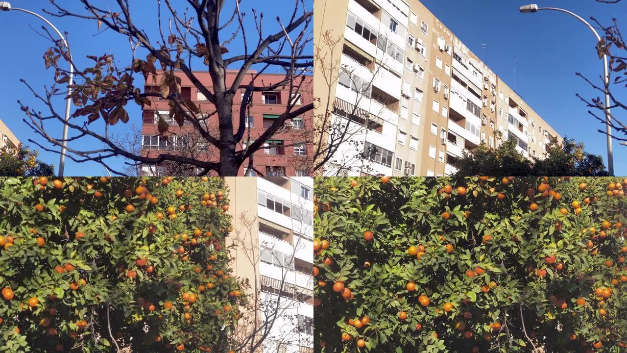 城市中的橙树