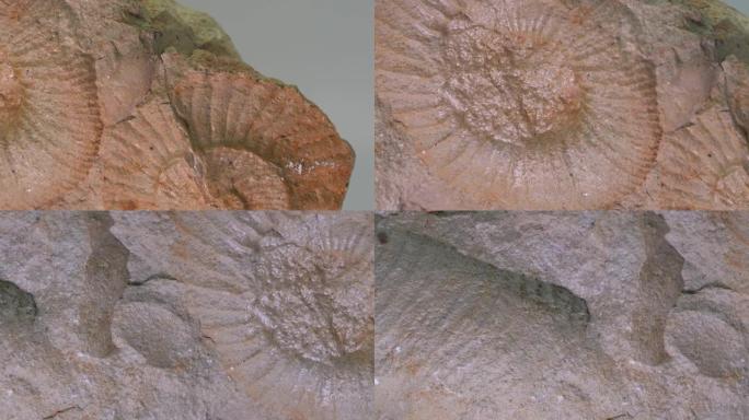 菊石化石拍摄