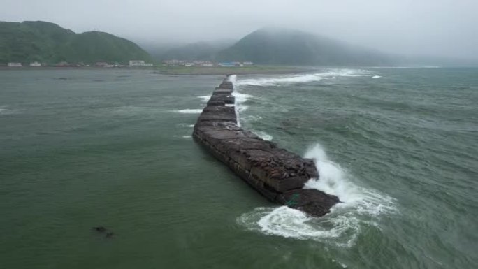 斯特勒海狮 (Eumetopias jubatus) -库页岛