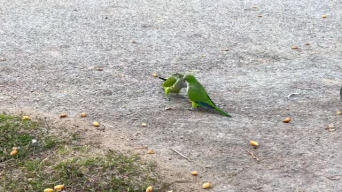 鹦鹉在公园吃枣
