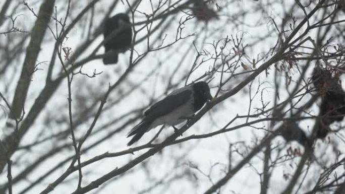 冬天在树枝上乌鸦。大雪期间，鸟类坐在树枝上