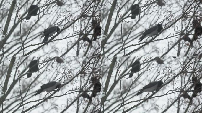 冬天在树枝上乌鸦。大雪期间，鸟类坐在树枝上