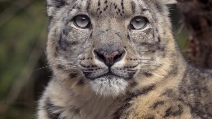 雪豹 (Panthera Uncia) 在慢动作拍摄的森林中四处张望的特写镜头