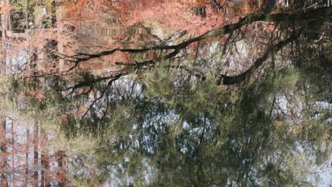 阳光明媚的秋日，五颜六色的森林在河中倒影，树木随着水浪摇曳，4k慢镜头。