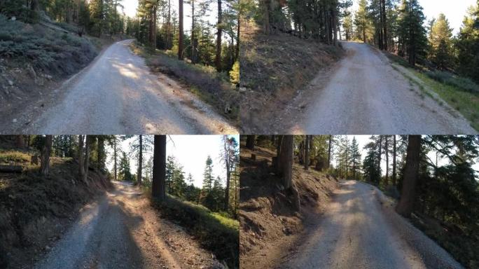 绿色森林中的土路。在树林里的路上骑自行车。美国加利福尼亚州大熊山。