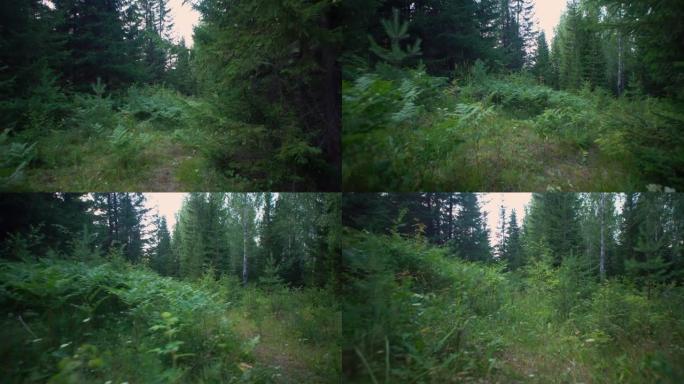 夏天，相机沿着混合森林中的路径运动。