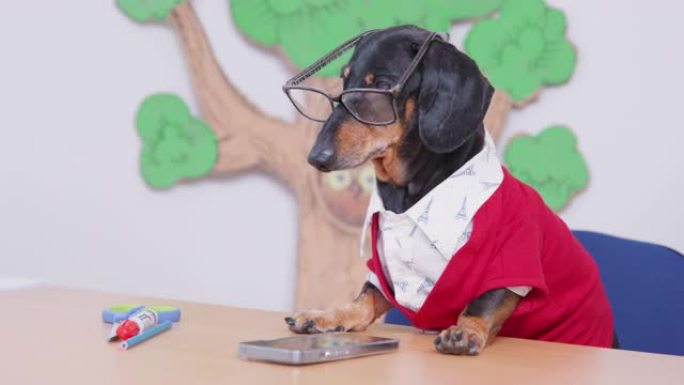 戴眼镜的腊肠犬在教室里监控注意力