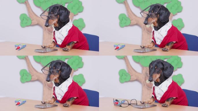 戴眼镜的腊肠犬在教室里监控注意力