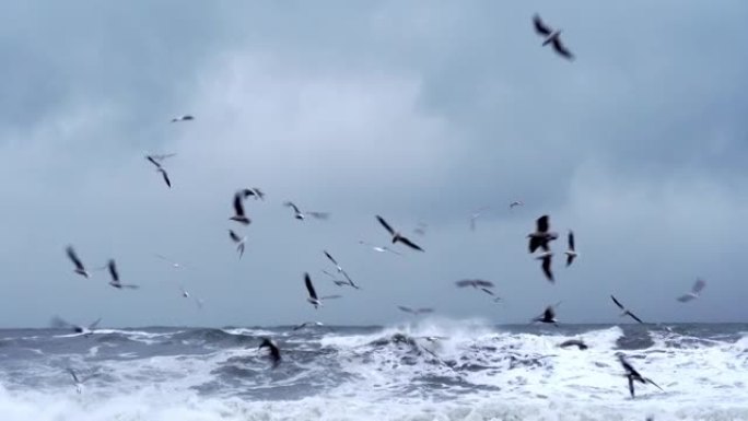 海洋或海洋中有风暴，海浪袭击海岸，许多鸟类，
