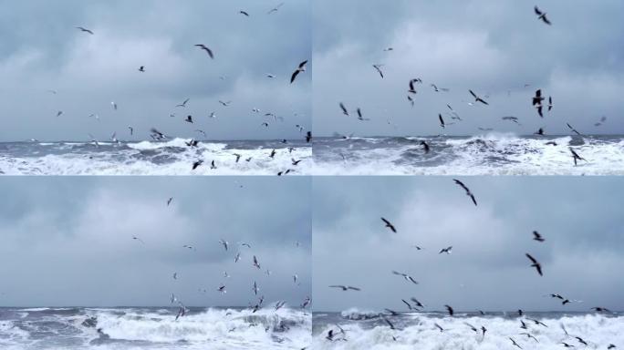 海洋或海洋中有风暴，海浪袭击海岸，许多鸟类，