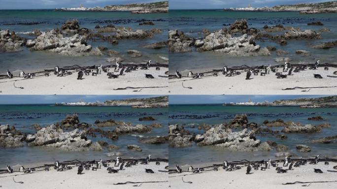 非洲企鹅小群在岩石海岸，南非海洋，
