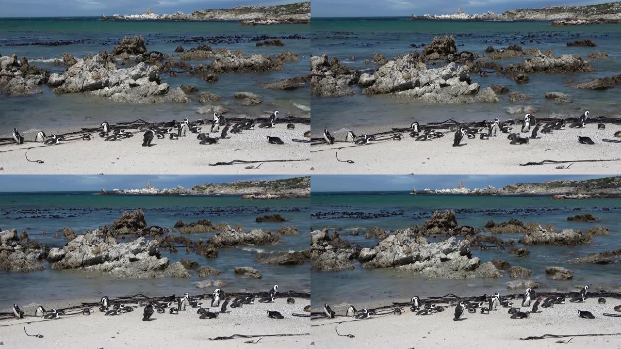 非洲企鹅小群在岩石海岸，南非海洋，