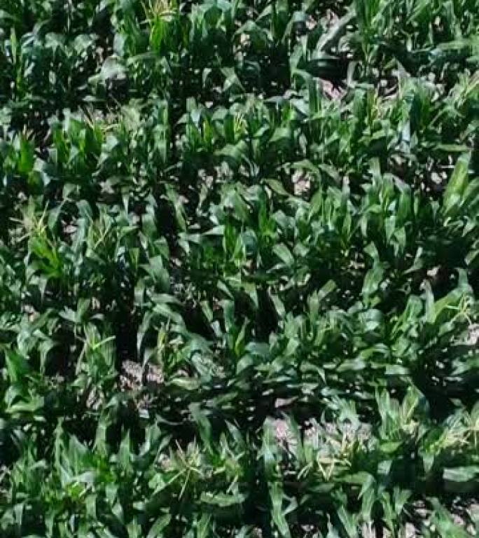 在日内瓦周围的乡村，一个巨大的玉米田的空中拍摄的垂直视频