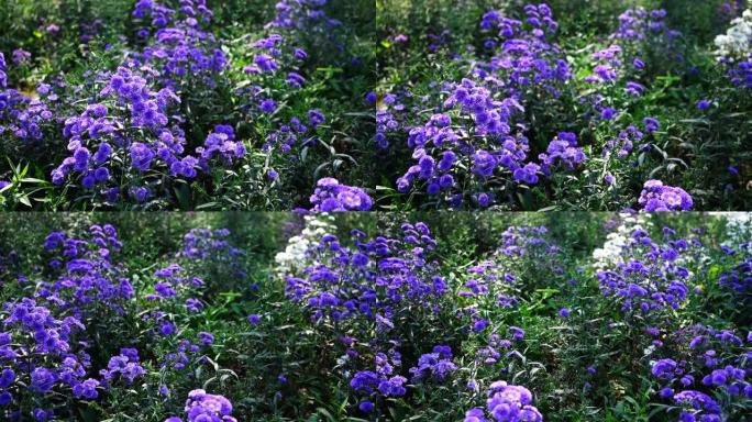 紫色玛格丽特花