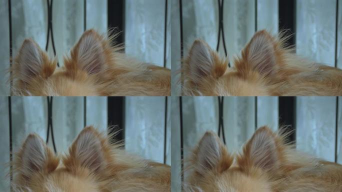 可爱的狗耳朵在动，因为他好奇地听着。