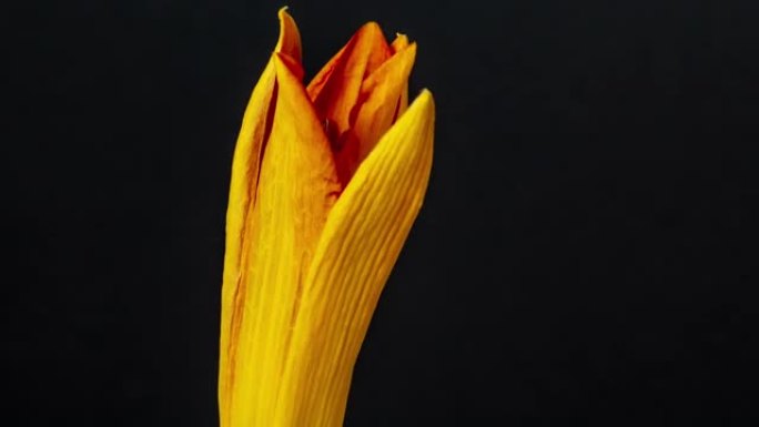 旋转百合花的4k延时开花并在黑色背景上生长。百合盛开的花。摄像机绕着花转。