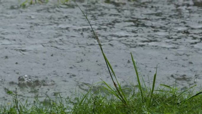 落在草地上的雨水飞溅不会完全吸收并形成水坑