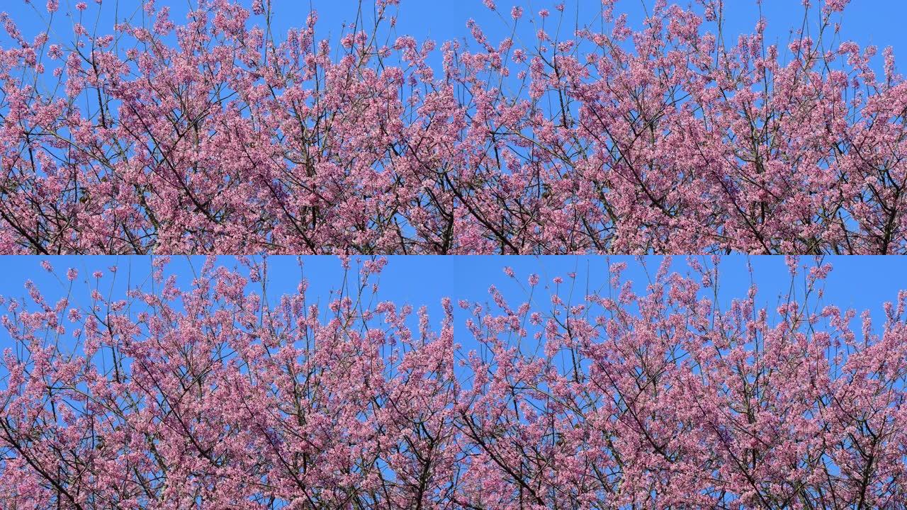 樱花树唯美