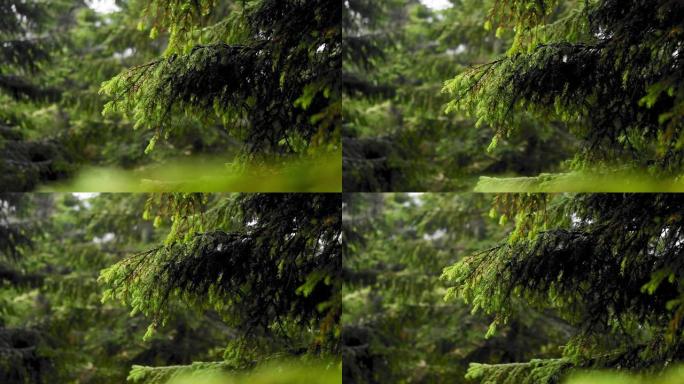 在HD中模糊的背景下，冷杉叶片在森林中树枝上的选择性聚焦