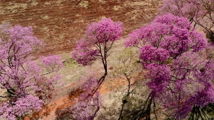 一棵美丽开花的粉红色ipe树的鸟瞰图