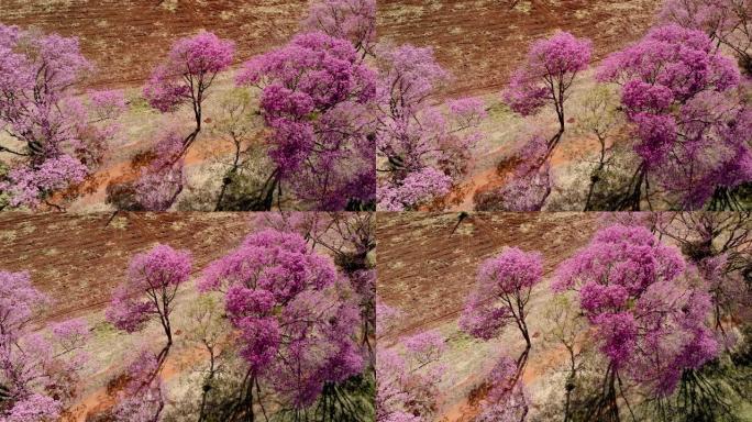 一棵美丽开花的粉红色ipe树的鸟瞰图