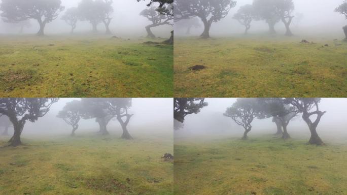 马德拉的法纳尔森林中的精彩视频，一些枯树和史诗般的雾在4k中席卷草地。