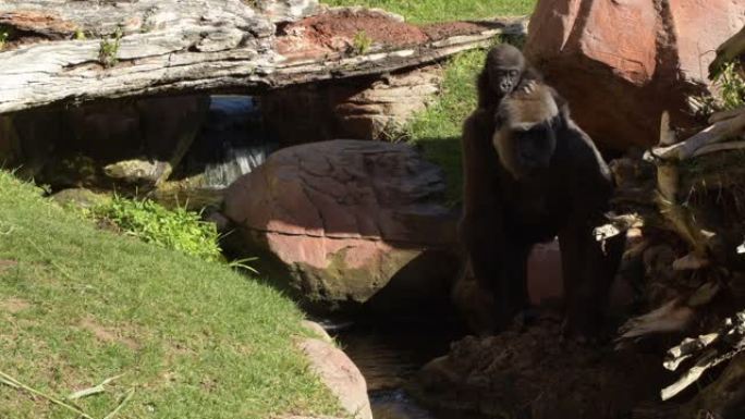 大猩猩妈妈在动物园的自然公园里背上了一个大猩猩宝宝